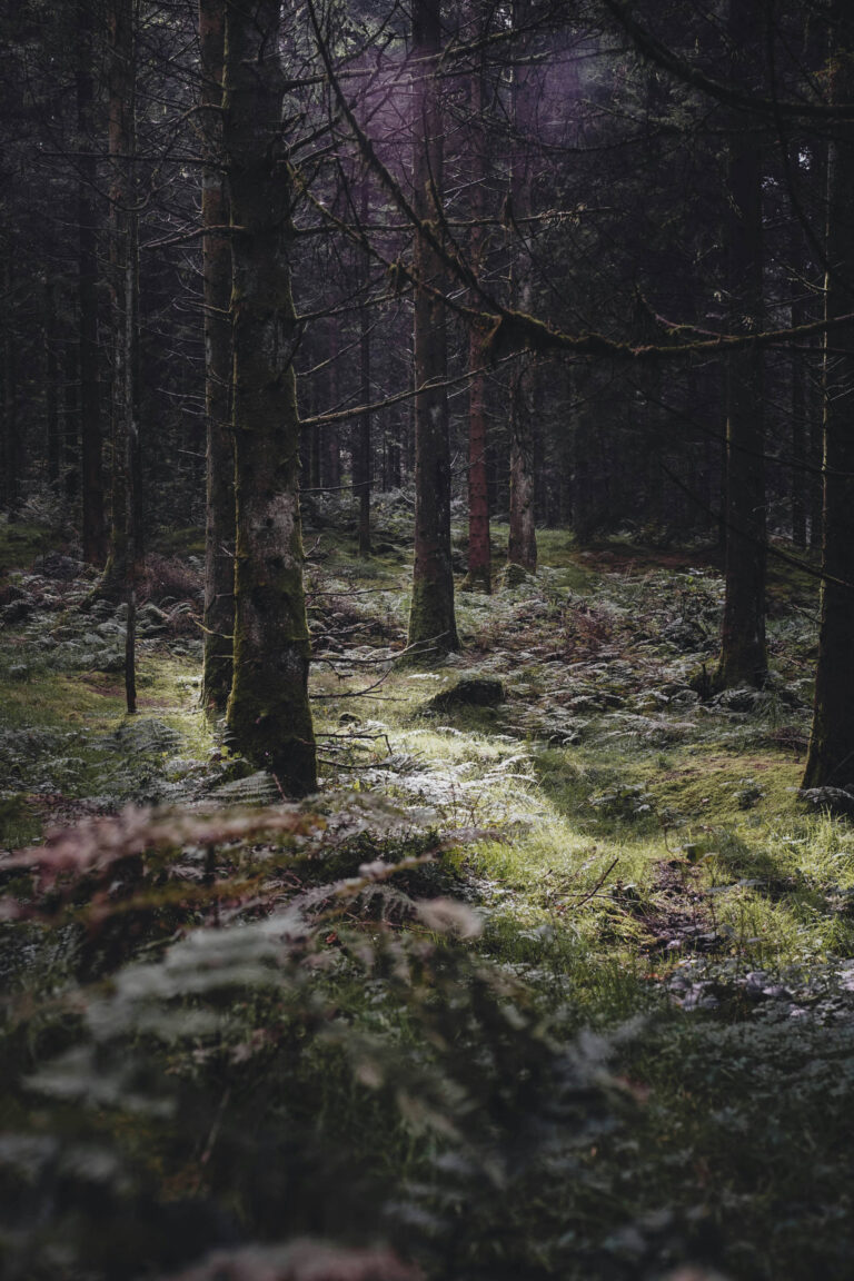 An enchanted forest photography by Dave Reed on Unsplash.